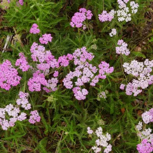 Pink Island Form Yarrow