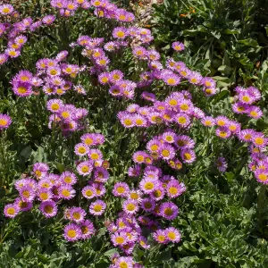 Erigeron glauca in the Meadow