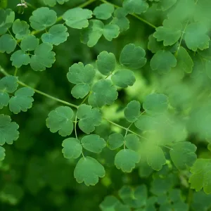 Thalictrum fendleri polycarpum