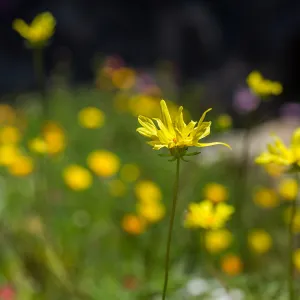 Leptosyne maritima in the Meadow