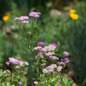 Achillea in the Meadow