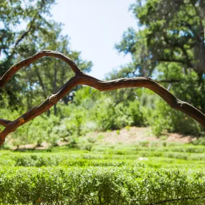 Centennial Maze Entrance