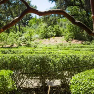 Centennial Maze