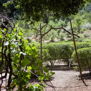 Centennial Maze