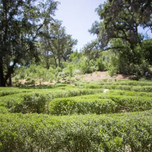 Centennial Maze