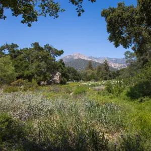 Meadow View