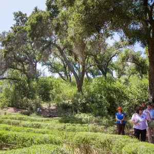 Cultivating the Wild: Native Gardens Tour and 90th Birthday Celebration, Centennial Maze
