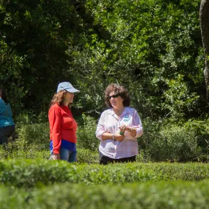 Cultivating the Wild: Native Gardens Tour and 90th Birthday Celebration, Centennial Maze