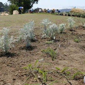 Volunteers and staff planting the new Island View Garden