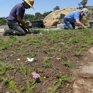 Volunteers and staff planting the new Island View Garden