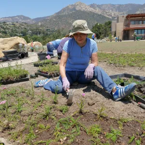 Volunteers and staff planting the new Island View Garden