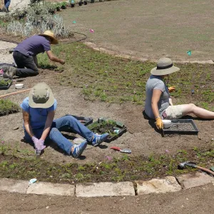 Volunteers and staff planting the new Island View Garden