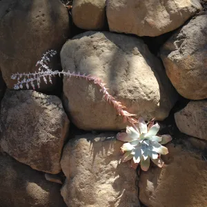 Dudleya pulverulenta
