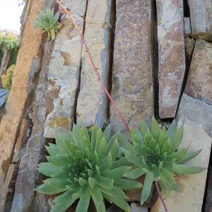 Natural History Museum of Los Angeles, Nature Gardens, Rock Walls with Dudleya candelabrum