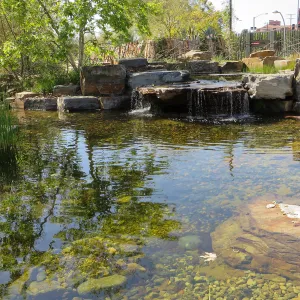 Natural History Museum of Los Angeles, Nature Gardens, Pond