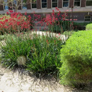 Natural History Museum of Los Angeles, Nature Gardens, Kangaroo Paw