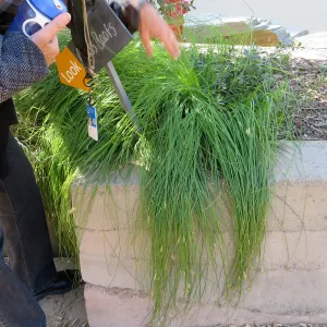 Natural History Museum of Los Angeles, Nature Gardens