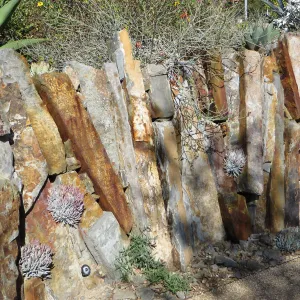Natural History Museum of Los Angeles, Nature Gardens, Dudleyas in the rock wall