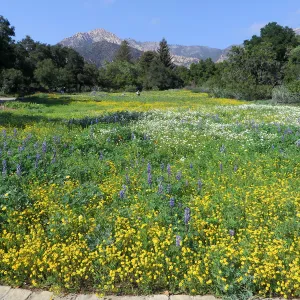 SBBG Meadow, Gold Feilds, Succulent Lupine, White Layia
