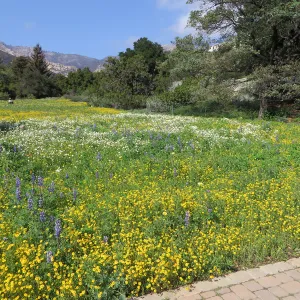 SBBG Meadow, Gold Feilds, Succulent Lupine, White Layia
