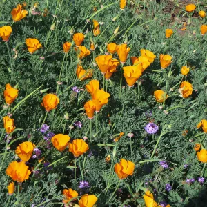 SBBG Poppies and Verbena