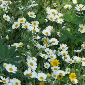 SBBG, White Tidy Tips, Gold Fields & Succulent Lupine