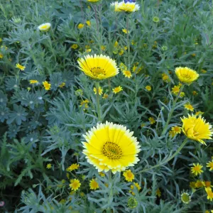SBBG Meadow Tidy Tips, Gold Fields and Succulent Lupine