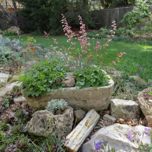 Betsy Collins home garden, trough planters with Heuchera