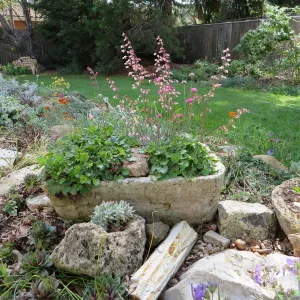 Betsy Collins home garden, trough planters with Heuchera