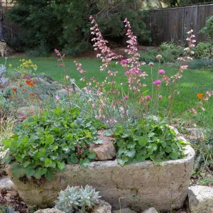 Betsy Collins home garden, trough planters with Heuchera