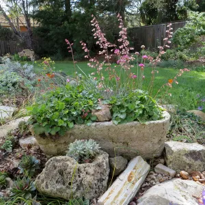 Betsy Collins home garden, trough planters with Heuchera
