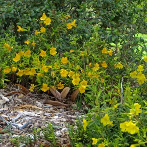 SBBG, Porter Trail, Mimulus â€˜Jelly Bean Gold' & â€˜Jelly Bean Yellow'