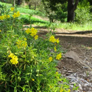 SBBG, Porter Trail, Mimulus â€˜Jelly Bean Yellow'