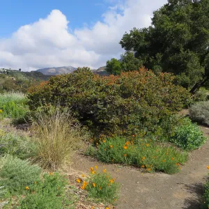 SBBG, Porter Trail, Arctostaphylos Canyon Blush