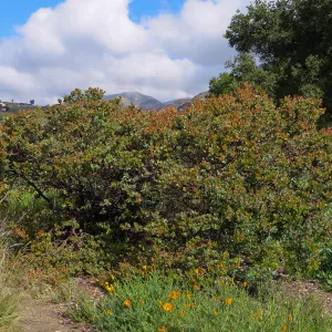 SBBG, Porter Trail, Arctostaphylos Canyon Blush
