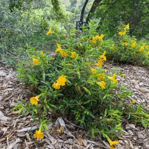 SBBG, Porter Trail, Mimulus â€˜Jelly Bean Gold'