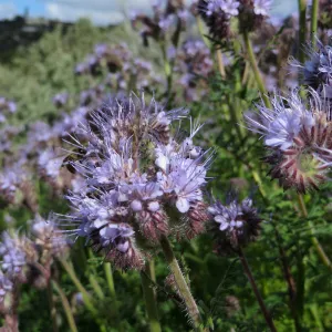 SBBG, Porter Trail, Phacelia