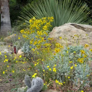 SBBG Desert Section