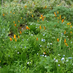 SBBG, Ground Cover display, Baby Blue Eyes, Poppies, Salvia (sage)
