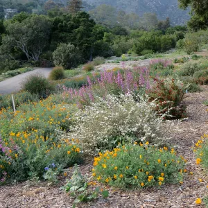 Plant Intro Program trial bed along Southwest Trail