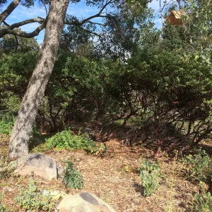 Home Demo Garden