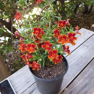 Mimulus Jelly Bean Lava