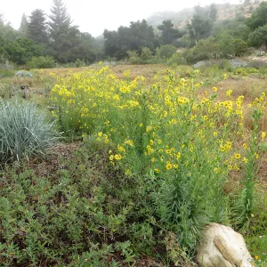 SBBG Meadow with Leymus Canyon Prince and Madia elegans