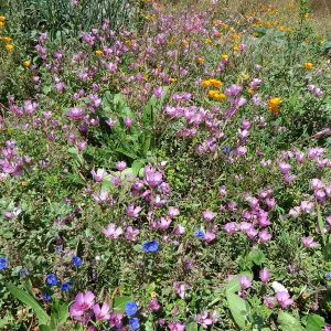 Clarkia amoena (Farewe;;-to-Spring) , Phacelia campanularia, Eschscholzia californica