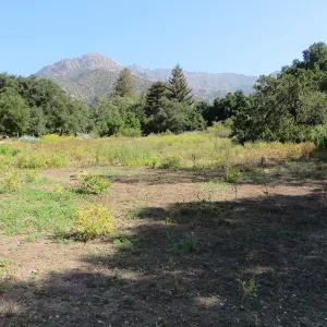 SBBG Meadow