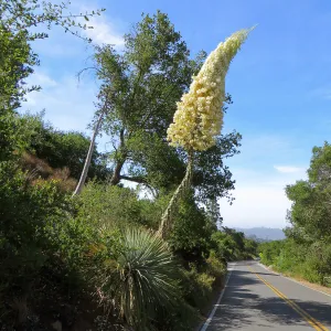 Yucca whipplei blossom, Mission Canyon Rd