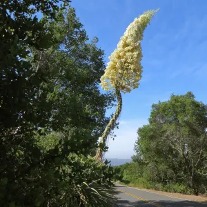 Yucca whipplei blossom, Mission Canyon Rd