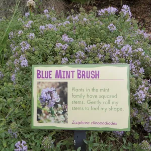 Denver Botanic Garden, APGA meeting. Ziziphora clinopodiodes, Blue Mint Brush