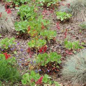 Denver Botanic Garden, APGA meeting, Heuchera and Campanula