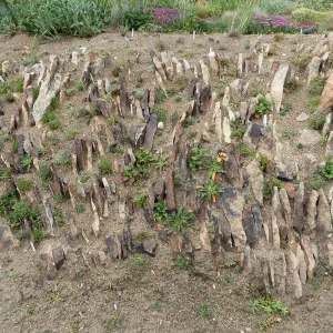 Denver Botanic Garden, APGA meeting, Lewesia 